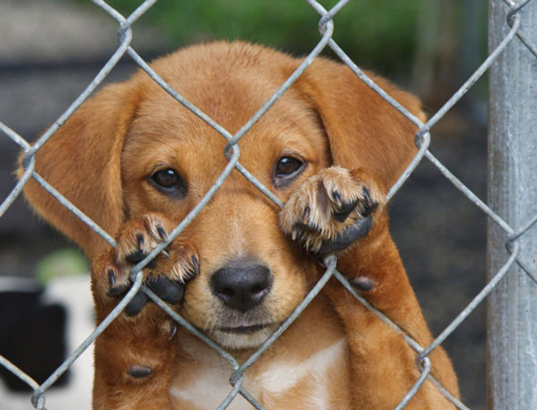 Comment choisir la meilleure clôture anti-fugue pour votre chien ?