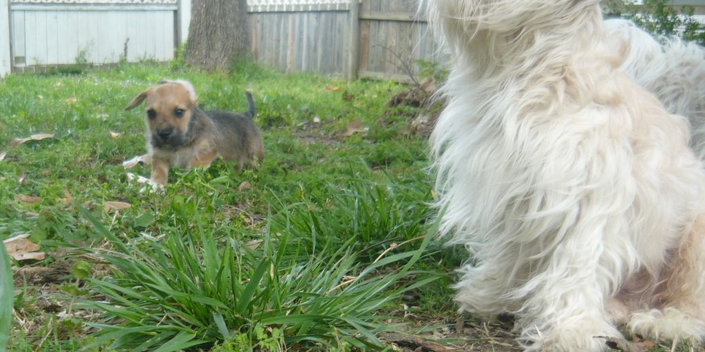 dog escaping backyard