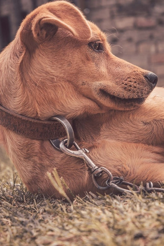 "Évitez les aventures hasardeuses de votre chien: les avantages du collier anti fugue chez Médor et Compagnie"