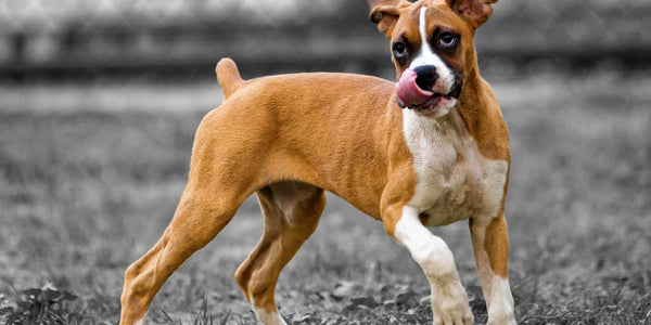 Comment garder votre chien en sécurité avec une clôture anti-fugue sans collier