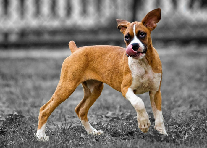 Comment garder votre chien en sécurité avec une clôture anti-fugue sans collier