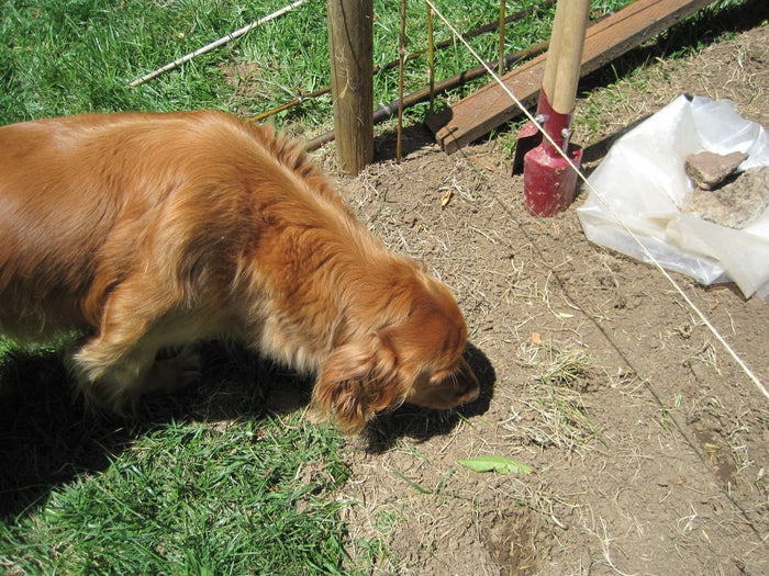 Comment installer une clôture anti-fugue pour chien : Guide vidéo