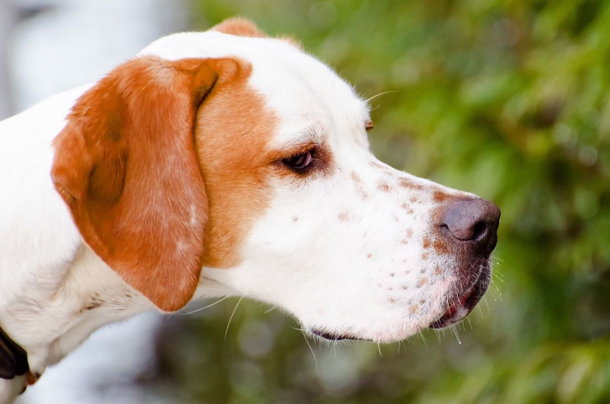 Pourquoi votre chien fugue-t-il ? Comprendre les raisons et les solutions