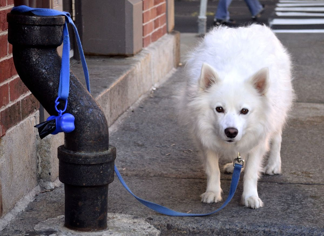 5 Conseils Infaillibles pour Éviter la Fugue de votre Chien