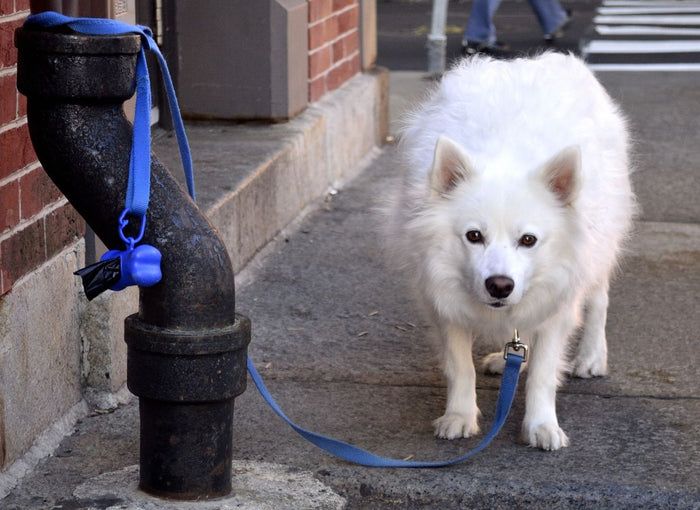 5 Conseils Infaillibles pour Éviter la Fugue de votre Chien