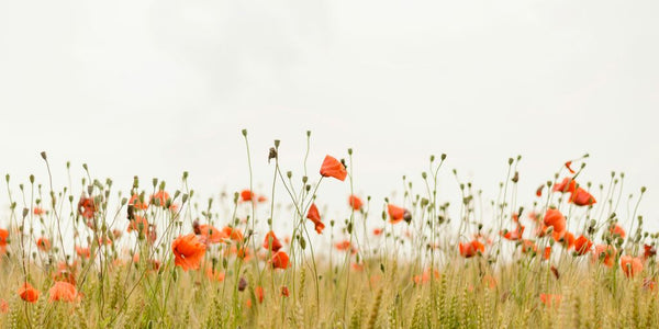 orange flowers