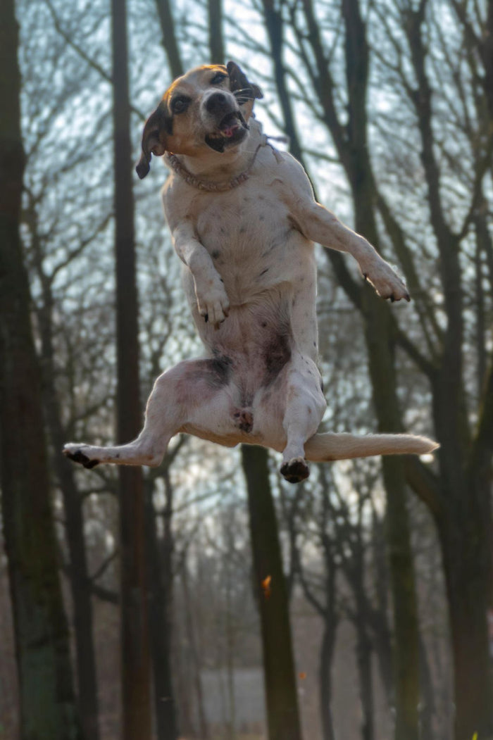 Pourquoi mon chien fugue-t-il ? Les principaux facteurs de fugue chez le chien