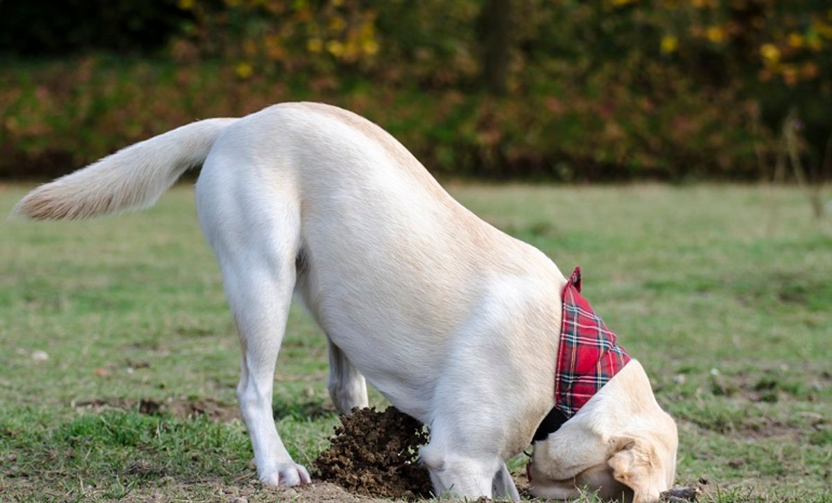 Comment choisir le meilleur collier anti-fugue pour votre chien et sécuriser votre portail