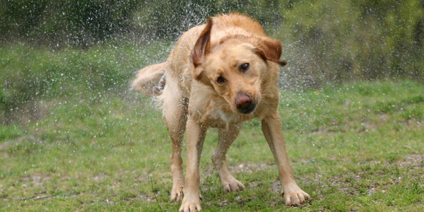 Conseils efficaces pour gérer un chien de chasse fugueur