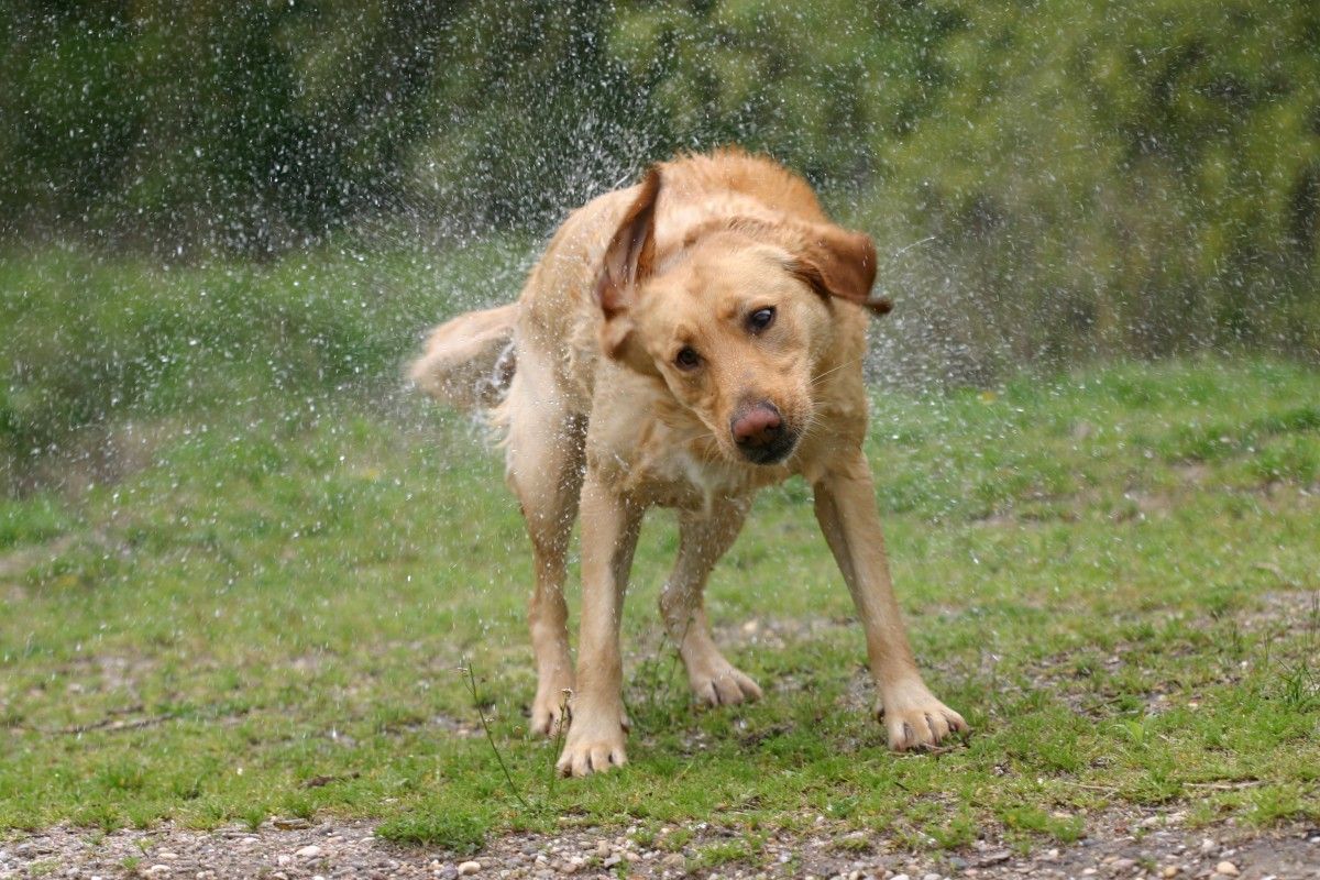 Conseils efficaces pour gérer un chien de chasse fugueur