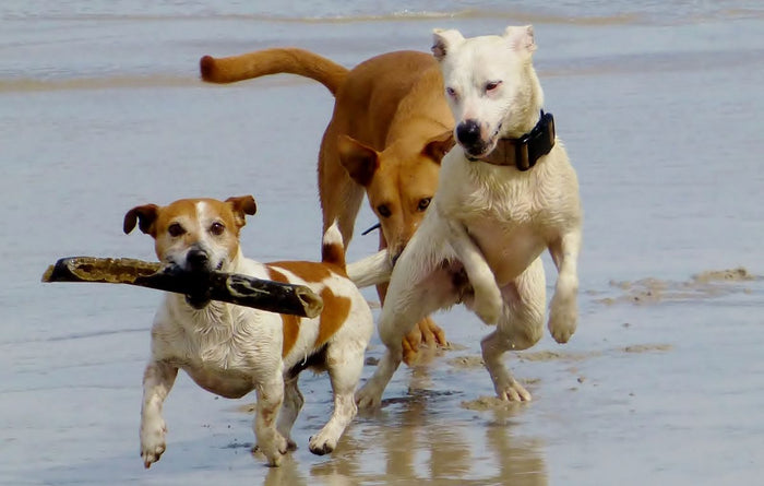 Quand Votre Chien S'enfuit: Comprendre les Raisons Derrière une Fugue