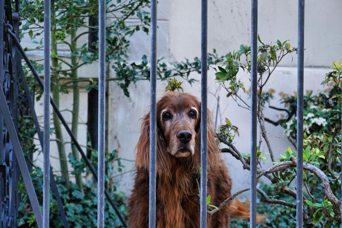 Quelle clôture anti-fugue choisir pour votre chien ?