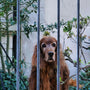 Quelle clôture anti-fugue choisir pour votre chien ?