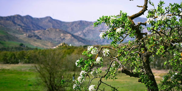 a tree with white flowers in the foreground and mountains in the background