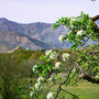 a tree with white flowers in the foreground and mountains in the background