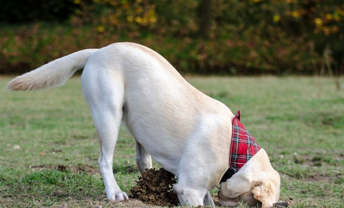 Clôture anti-fugue pour chiens - modèle Dogtra