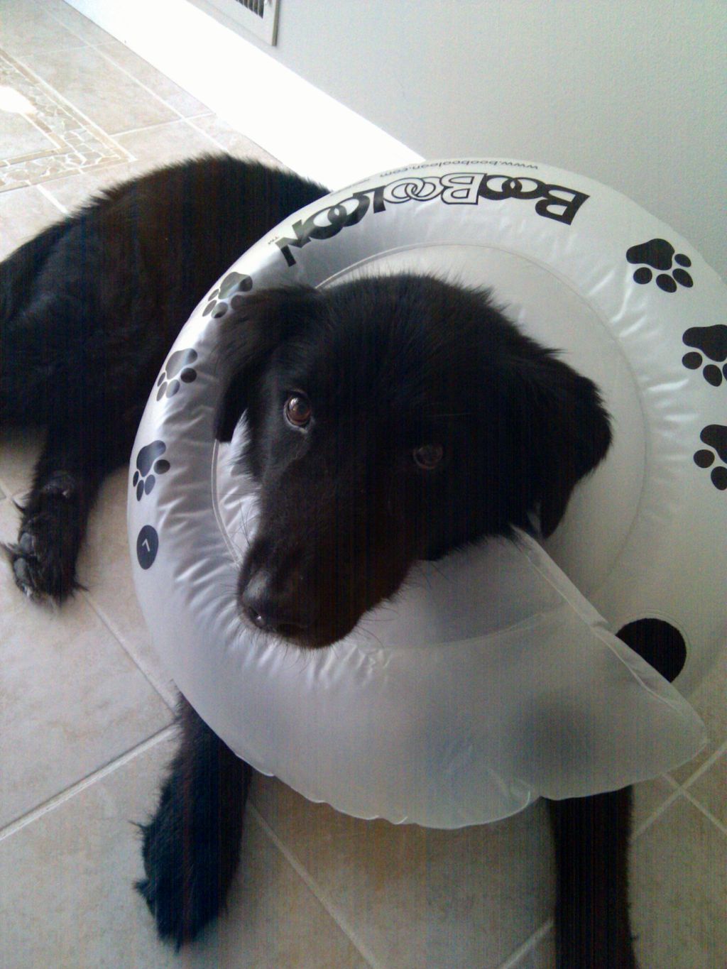 "Collier Anti-Fugue pour Chien : Trouvez votre Solution à l'Espace Emeraude"