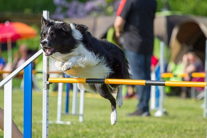 Clôture anti-fugue pour chien avec batterie