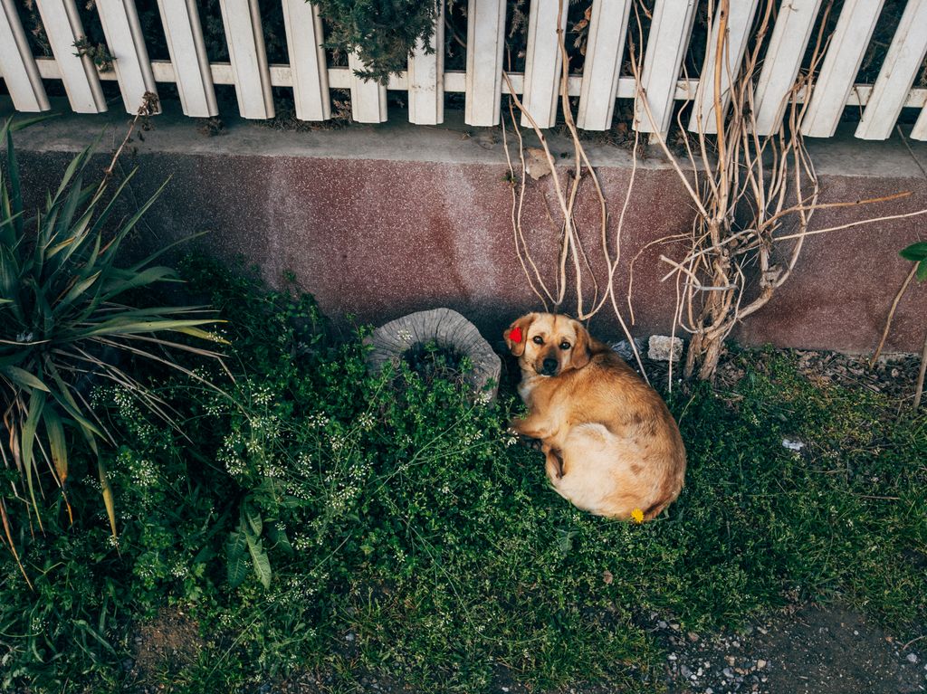 La clôture comme solution pour empêcher la fugue de votre chien