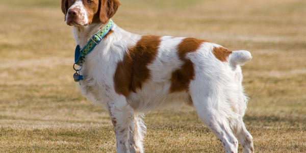 Guide d'utilisation du collier anti fugue pour chien efficace