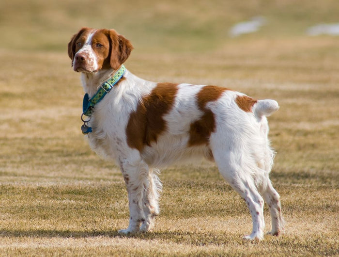 Guide d'utilisation du collier anti fugue pour chien efficace
