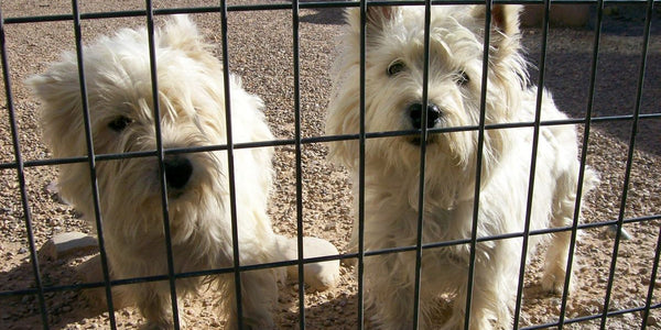 Comment bien choisir et installer une clôture anti-fugue pour chien Zolux?