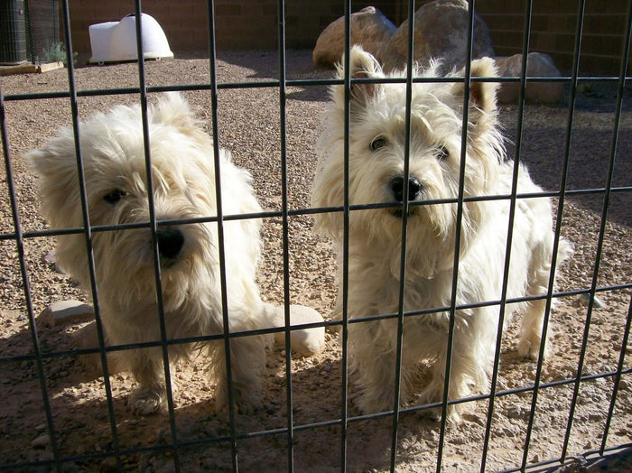 Comment bien choisir et installer une clôture anti-fugue pour chien Zolux?