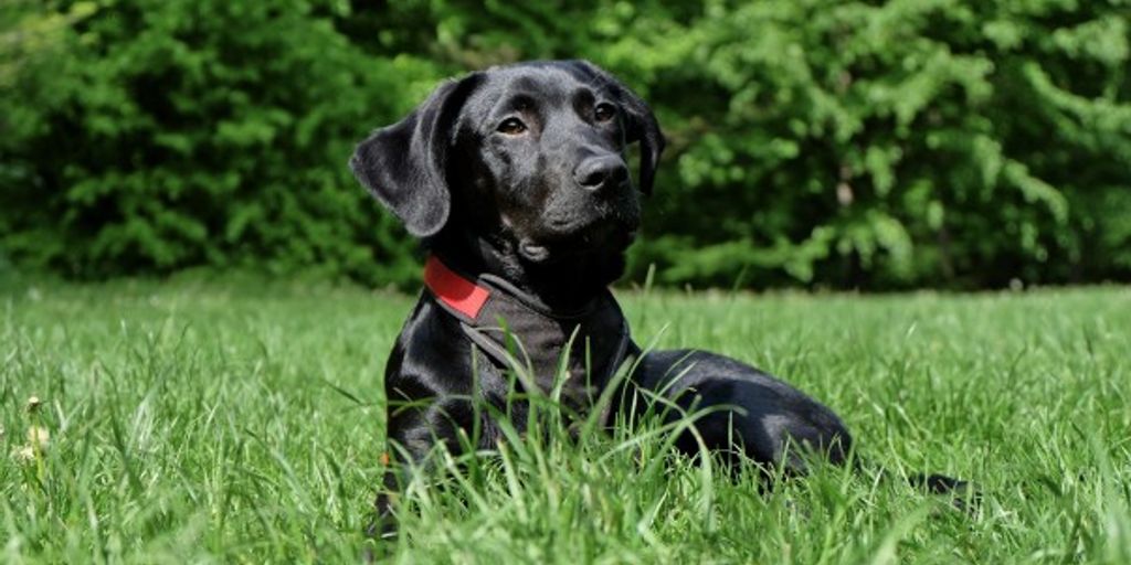 dog wearing anti-escape collar in a park