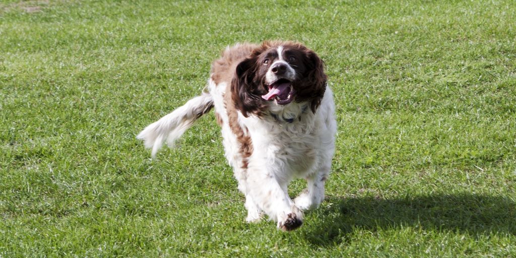 dog running away from home