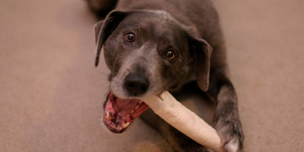 Comment Choisir Le Meilleur Collier Anti-fugue Pour Les Chiens Têtus ...