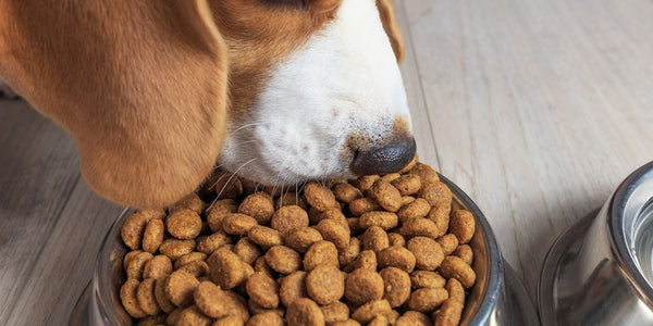 chien cherchant de la nourriture