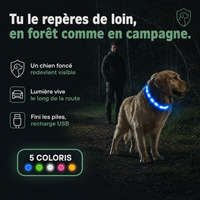 Collier lumineux LED rechargeable PERROWALL : en situation réelle