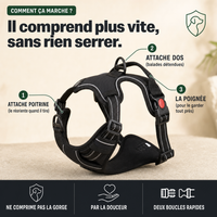 Harnais anti-traction chien, confort et contrôle PERROWALL : comment ça marche